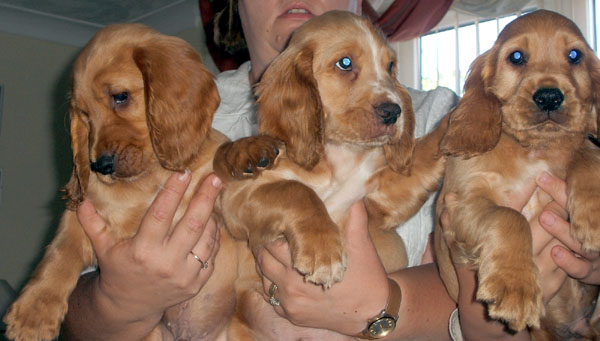 puppies.jpg