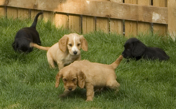 pups.jpg